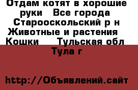 Отдам котят в хорошие руки - Все города, Старооскольский р-н Животные и растения » Кошки   . Тульская обл.,Тула г.